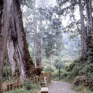 棲蘭森林遊樂區2